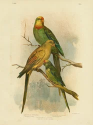 Periquito de Barraband, 1891